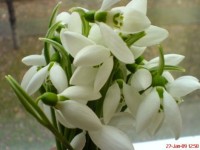 dsc05837-ghiocei.jpg