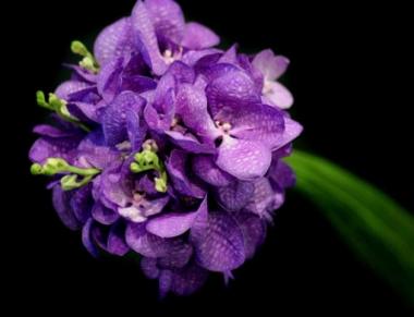poze Buchete mireasa/ Aranjamente florale