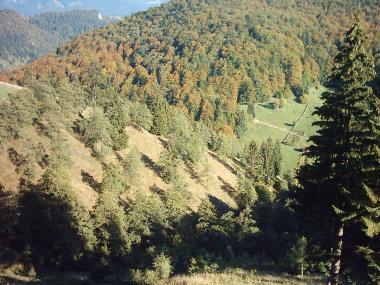 poze Poze nunti utilizatori