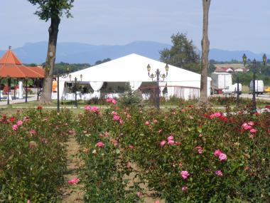 poze Decoratiuni nunti