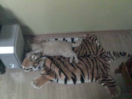 poze Poze nunti utilizatori