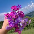 Buchete mireasa/ Aranjamente florale