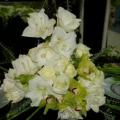 Buchete mireasa/ Aranjamente florale