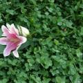 poze Buchete mireasa/ Aranjamente florale
