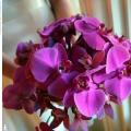 poze Buchete mireasa/ Aranjamente florale