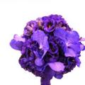 poze Buchete mireasa/ Aranjamente florale