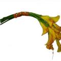 poze Buchete mireasa/ Aranjamente florale