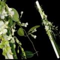 poze Buchete mireasa/ Aranjamente florale