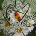 poze Buchete mireasa/ Aranjamente florale
