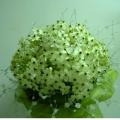 Buchete mireasa/ Aranjamente florale