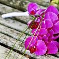 Buchete mireasa/ Aranjamente florale