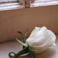 Buchete mireasa/ Aranjamente florale