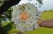  Decoratiuni nunta Dely's Dreams