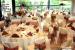 Restaurante nunta White Horse